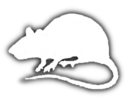 Ratas y roedores